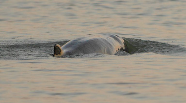 Dolphin Habitate Site